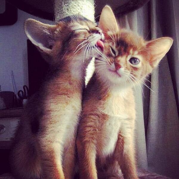 PicsOfCuteCats's tweet photo. Awww ' https://t.co/3Y1aMGBPRa