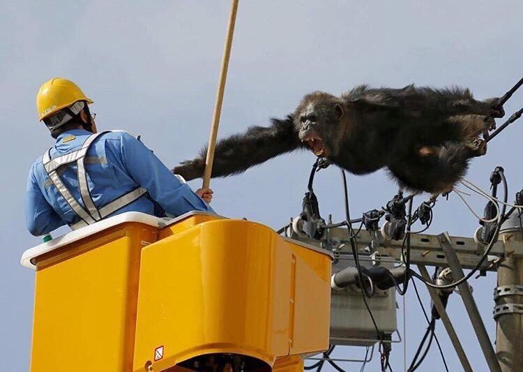 شامبانزي هارب من حديقة حيوان يهاجم رجل 
حاول إنزاله من خطوط الكهرباء في اليابان ! 
f