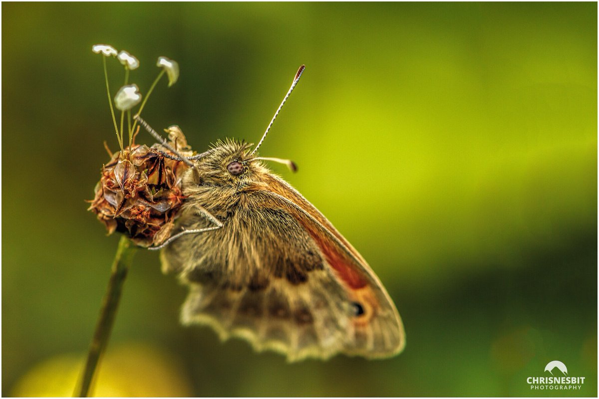 Near Winchester, Hampshire <a href="/insectweek/">Insect Week</a> @natureuk <a href="/UK_Nature/">UK Nature</a> <a href="/savebutterflies/">Butterfly Conservation 🦋</a> <a href="/iNatureUK/">iNatureUK</a> #insectweek <a href="/HampshireLife/">Hampshire Life</a>