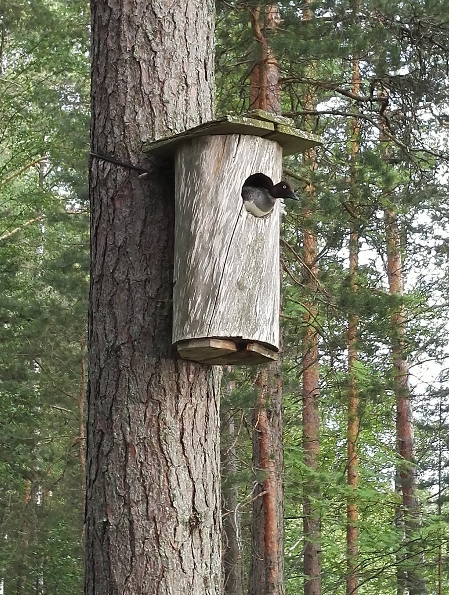 Jussin luontokuva #jannetavi muutti mökkinaapuriin. Kungenin potku osuu yhtä tarkasti ku tää kaveri pönttöön!#Zlatan