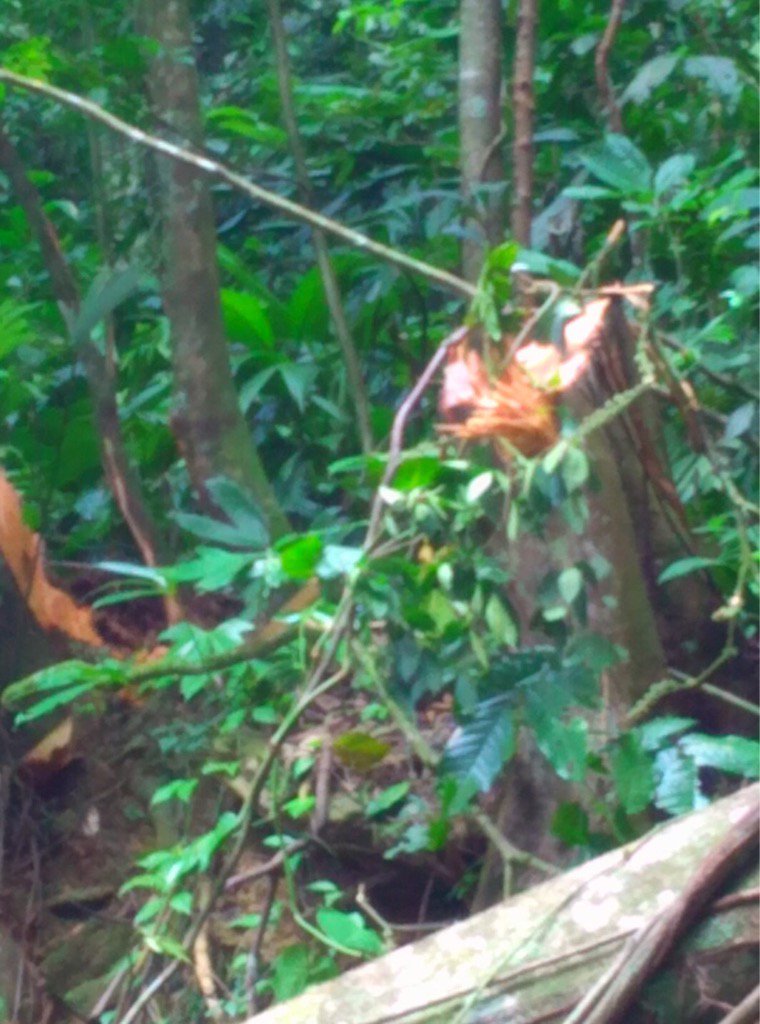 rctv's tweet image. En la vía de Ocumare de La Costa, ayer, cortaron árboles para impedir que la gente pudiera validar.
