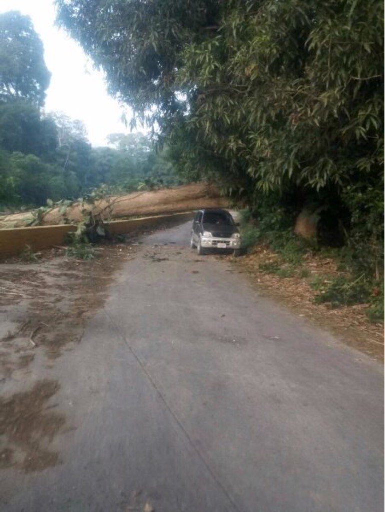 rctv's tweet image. En la vía de Ocumare de La Costa, ayer, cortaron árboles para impedir que la gente pudiera validar.