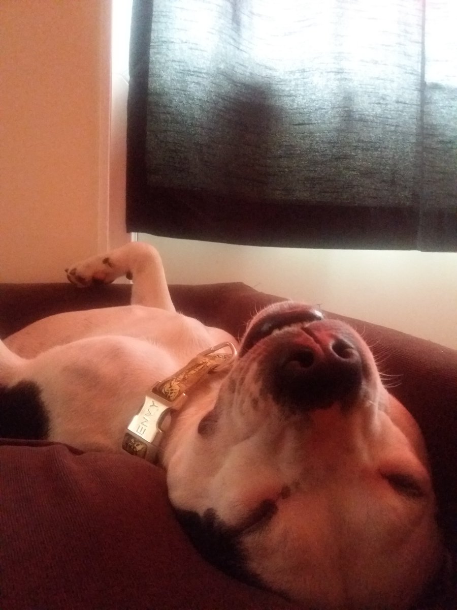 Oneviolentkitty's tweet image. I drugged the dog