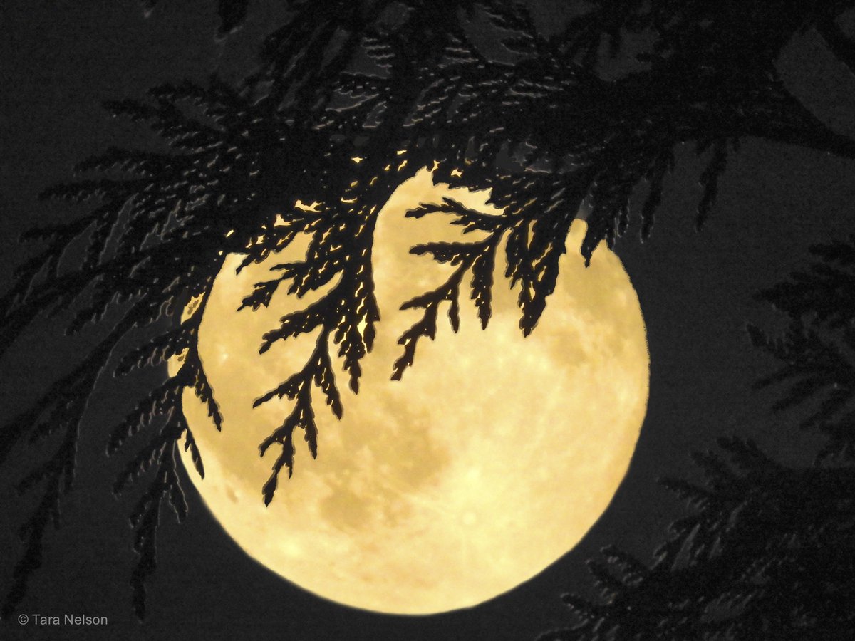 Tara_Almond's tweet photo. "Strawberry Moon" with cedar branch. #StrawberryMoon #fullmoon #FullMoonSolstice https://t.co/bSAcFhKBmo