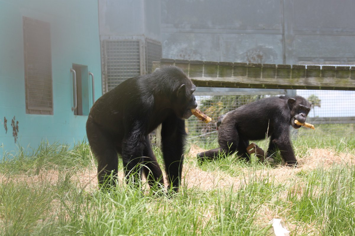 SaveTheChimps's tweet photo. Phoenix &amp; Henrietta enjoying some frozen sugar cane enrichment on this hot day! #PhoenixTheChimp #HenriettaTheChimp https://t.co/Lv3yf1sj70