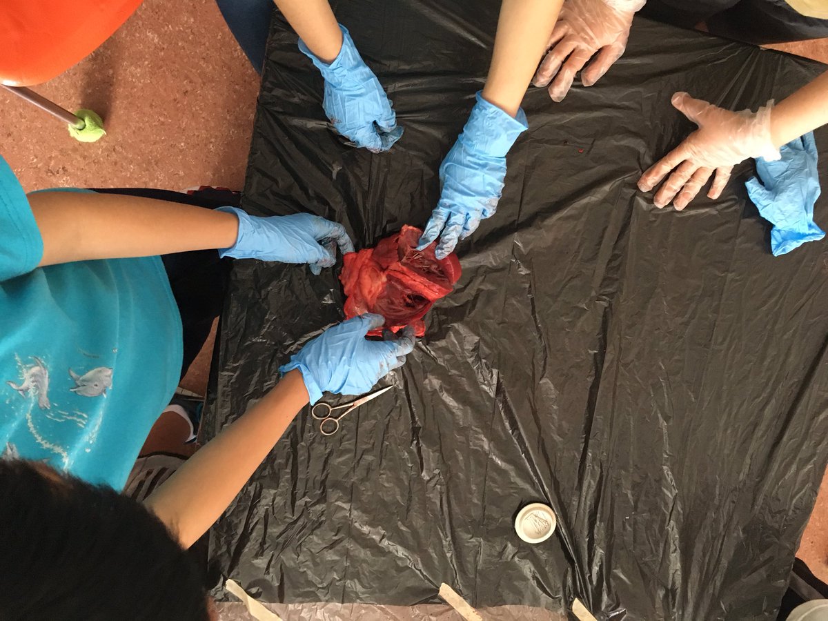 Learning right until the end <a href="/OslerElementary/">Osler Elementary</a>! #science #giftededucation #vsb39