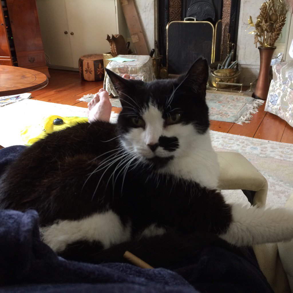 keithbest100's tweet photo. @catsagainstbrexit https://t.co/aBNaTXXg5r