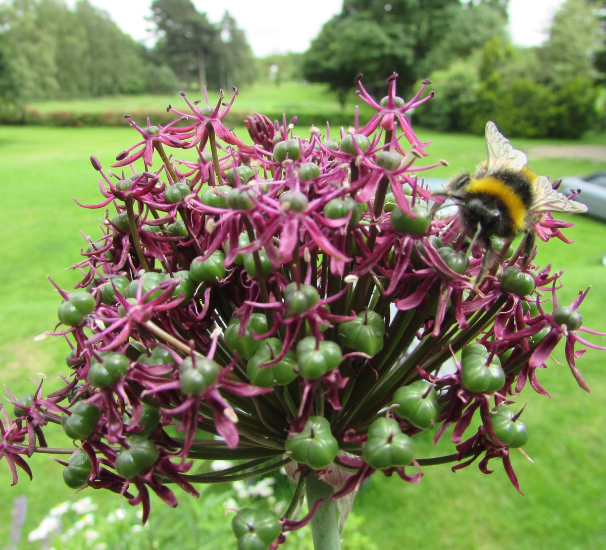 MoorHallHotel's tweet photo. Our gardens are looking very pretty - all ready for our busy wedding season! https://t.co/y3u3NWTvmT