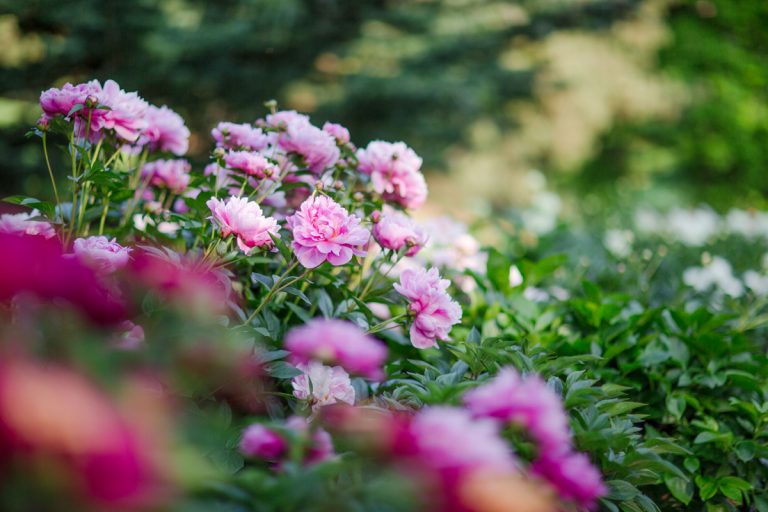 New York Botanical Garden tweet media