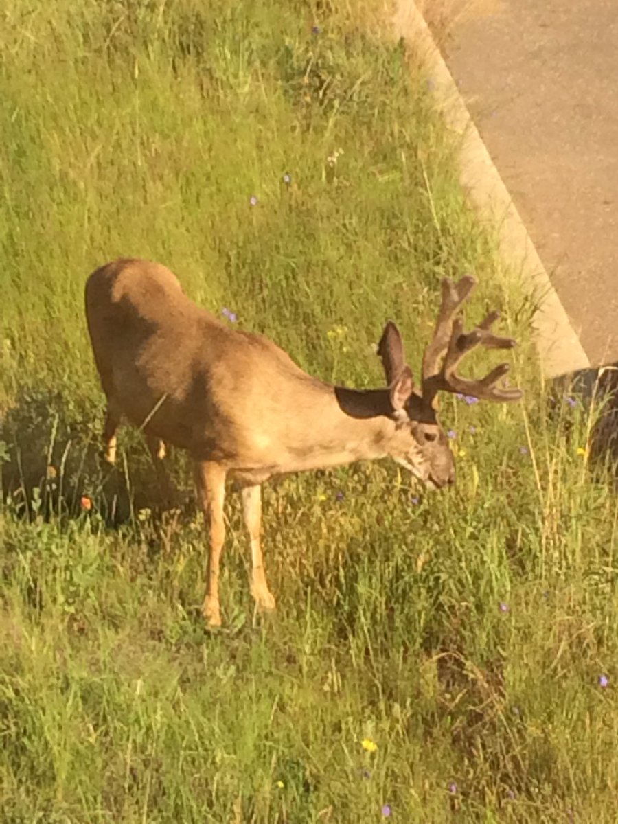 RidgeSpineSport's tweet photo. Had some non-patient visitors to the clinic this morning #medhat #fullracks #isthatvelvet https://t.co/0r6LqYeprz