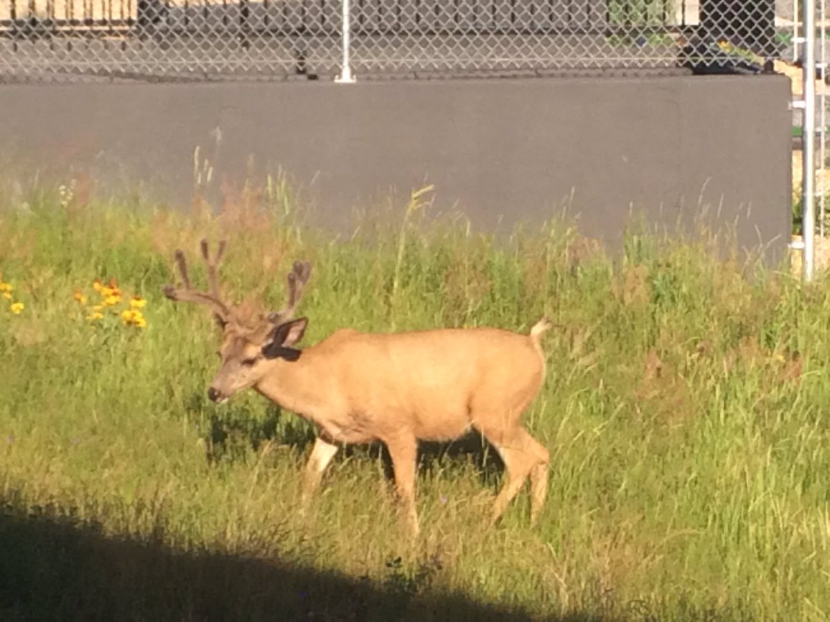 RidgeSpineSport's tweet photo. Had some non-patient visitors to the clinic this morning #medhat #fullracks #isthatvelvet https://t.co/0r6LqYeprz