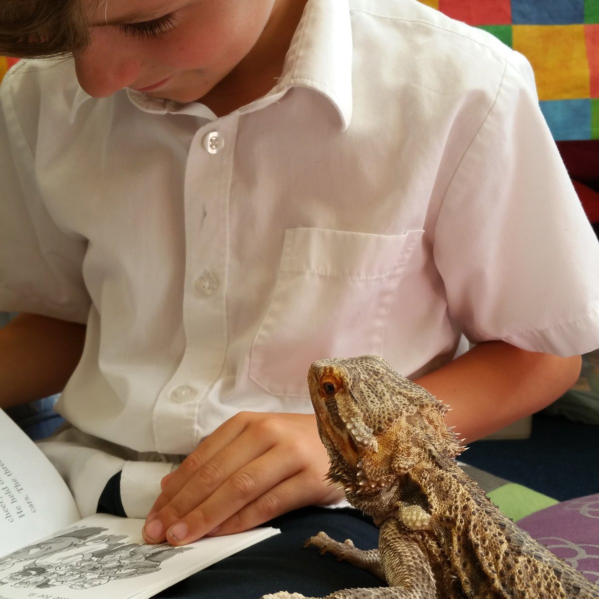 WigfieldFarm's tweet photo. @MichaelRosenYes Kids reading 2 animals 2 boost confidence,Read2Paws project with @pssbht helping reluctant readers https://t.co/uLLZkizHzK
