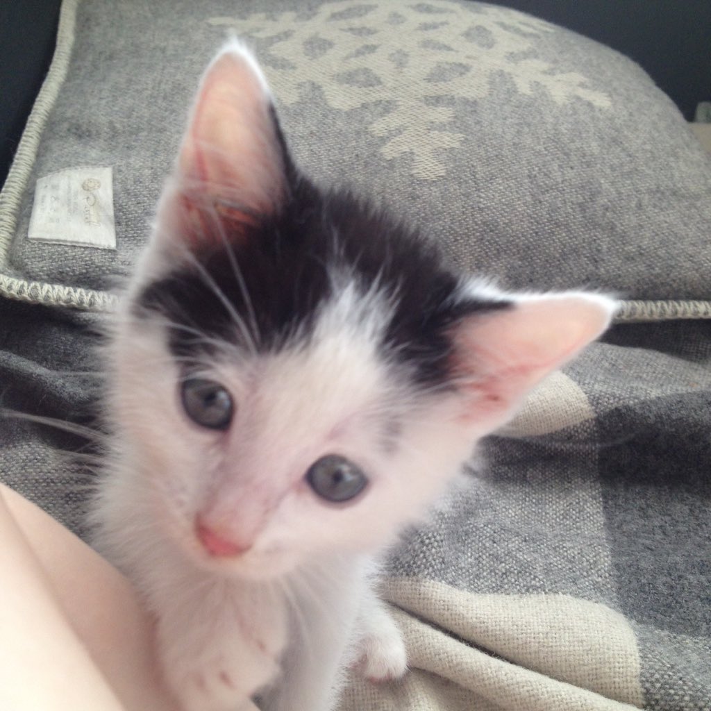 MeowMeowVox's tweet image. Котенок Марк ищет семью! Полтора месяца, мальчик, готовится к прививке и обучается лотку.