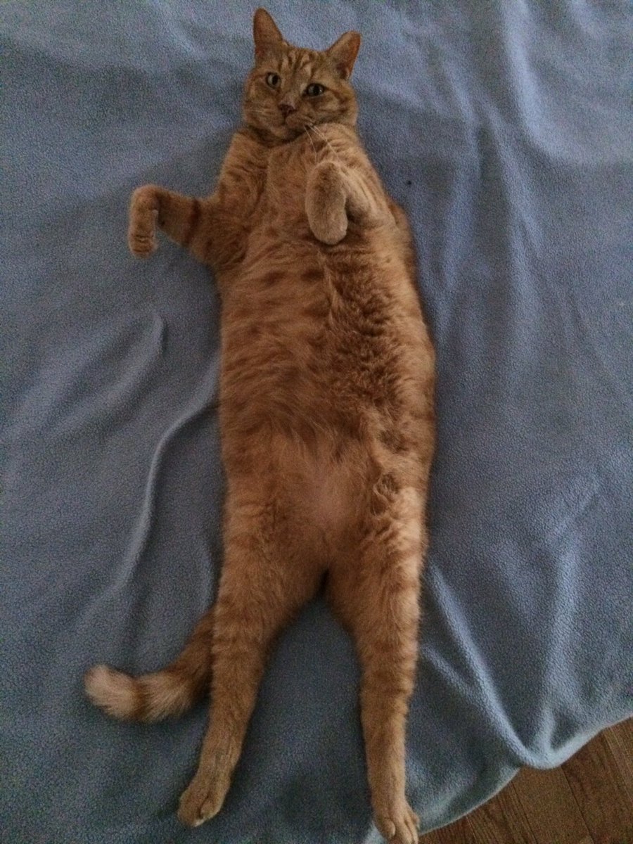 5x5's tweet photo. Nicholas is resting between excruciating toe touch crunches. #catercise https://t.co/koeAEAQSxw