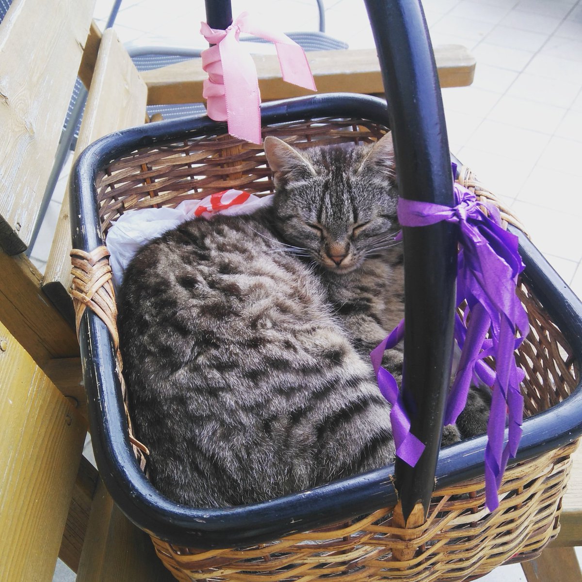 LynMemories's tweet photo. Our #cats in a basket - why not? I could even carry them around ๐ #sweet #cute #relax #summer #qualitytime #catstogo https://t.co/EmLjmjj2QI
