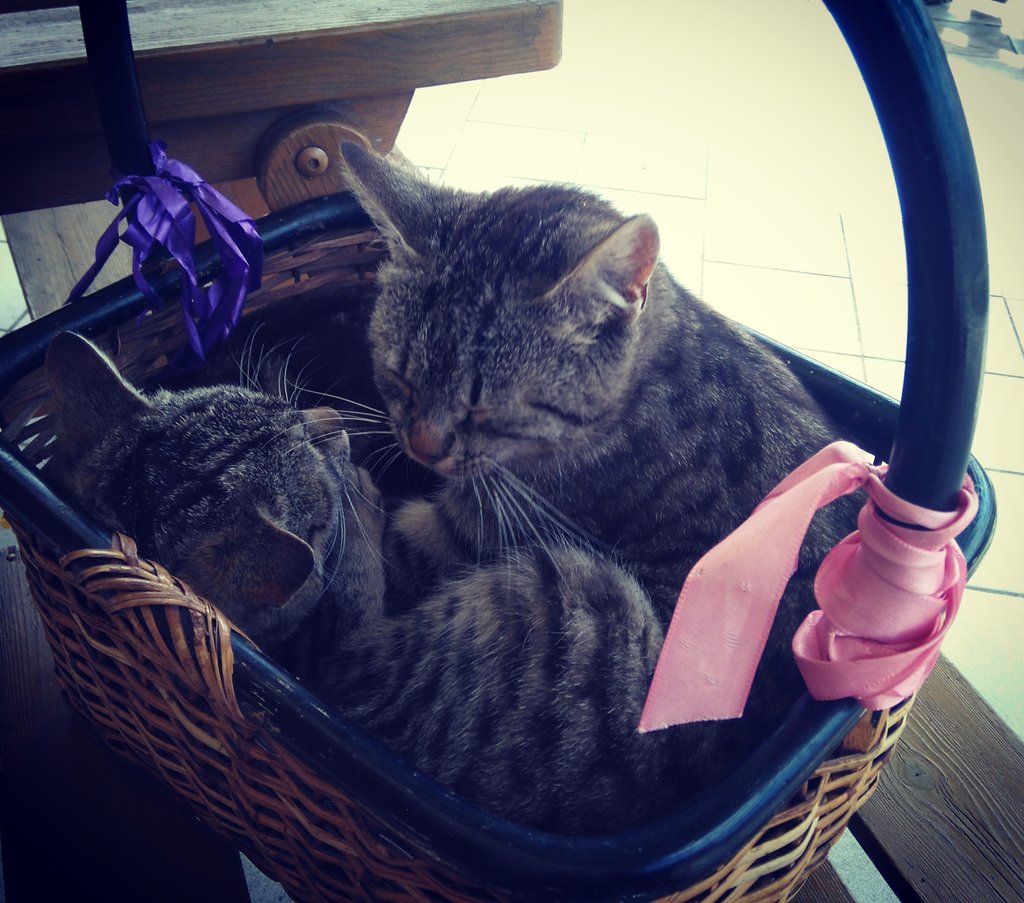 LynMemories's tweet photo. Our #cats in a basket - why not? I could even carry them around ๐ #sweet #cute #relax #summer #qualitytime #catstogo https://t.co/EmLjmjj2QI