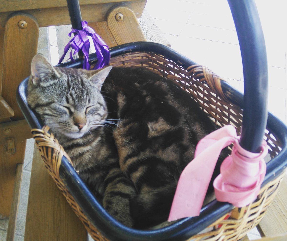 LynMemories's tweet photo. Our #cats in a basket - why not? I could even carry them around ๐ #sweet #cute #relax #summer #qualitytime #catstogo https://t.co/EmLjmjj2QI