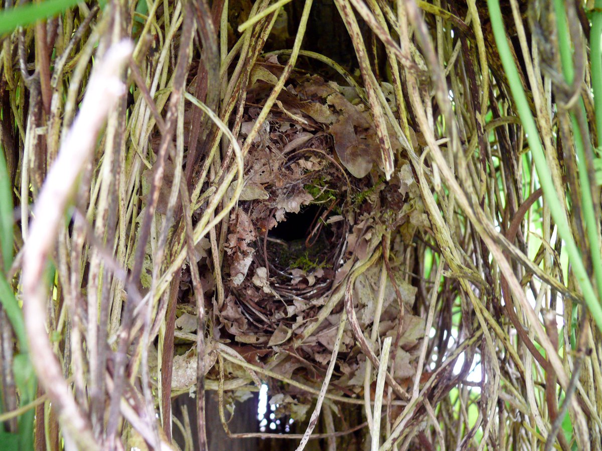 RT <a href="/henkeikholt13/">Henk Eikholt</a>: Wat een architecten zijn dat toch die #Winterkoninkjes <a href="/vogelnieuws/">Vogelbescherming NL</a> @VWGNijmegen <a href="/volgdenatuur/">volg de natuur</a>