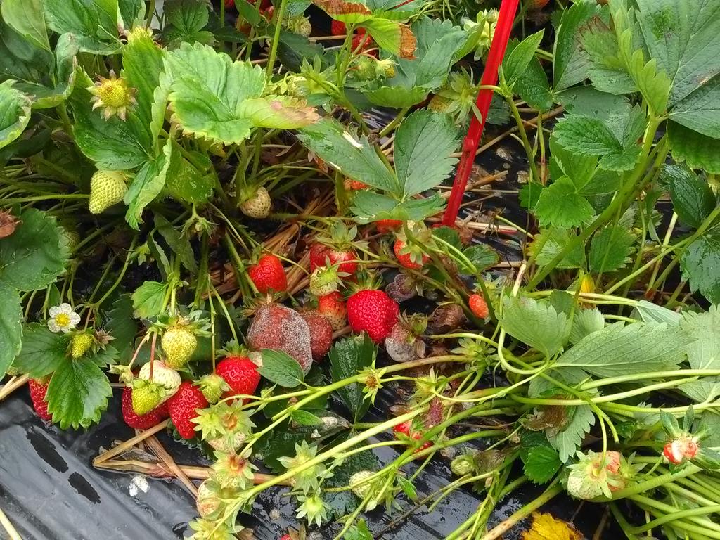 Polemaraicher's tweet photo. La météo emporte les récoltes des maraîchers. Les fruits pourrissent et les producteurs sont en grande difficulté. https://t.co/pH95CjIHRw