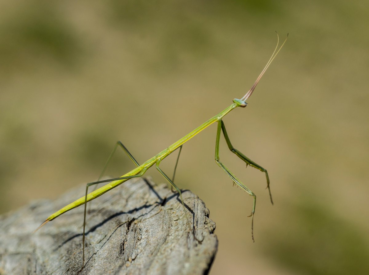 advertisingwv's tweet photo. Walking Stick #insect #walkingstick #bug #insectmacro #bugmacro #nature https://t.co/Il4lOCuO9A