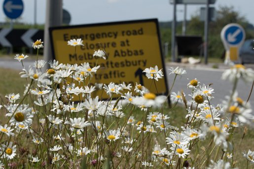 Can we reach 17k supporters of better managed, biodiverse road verges? Please share: plantlife.org.uk/roadvergecampa…