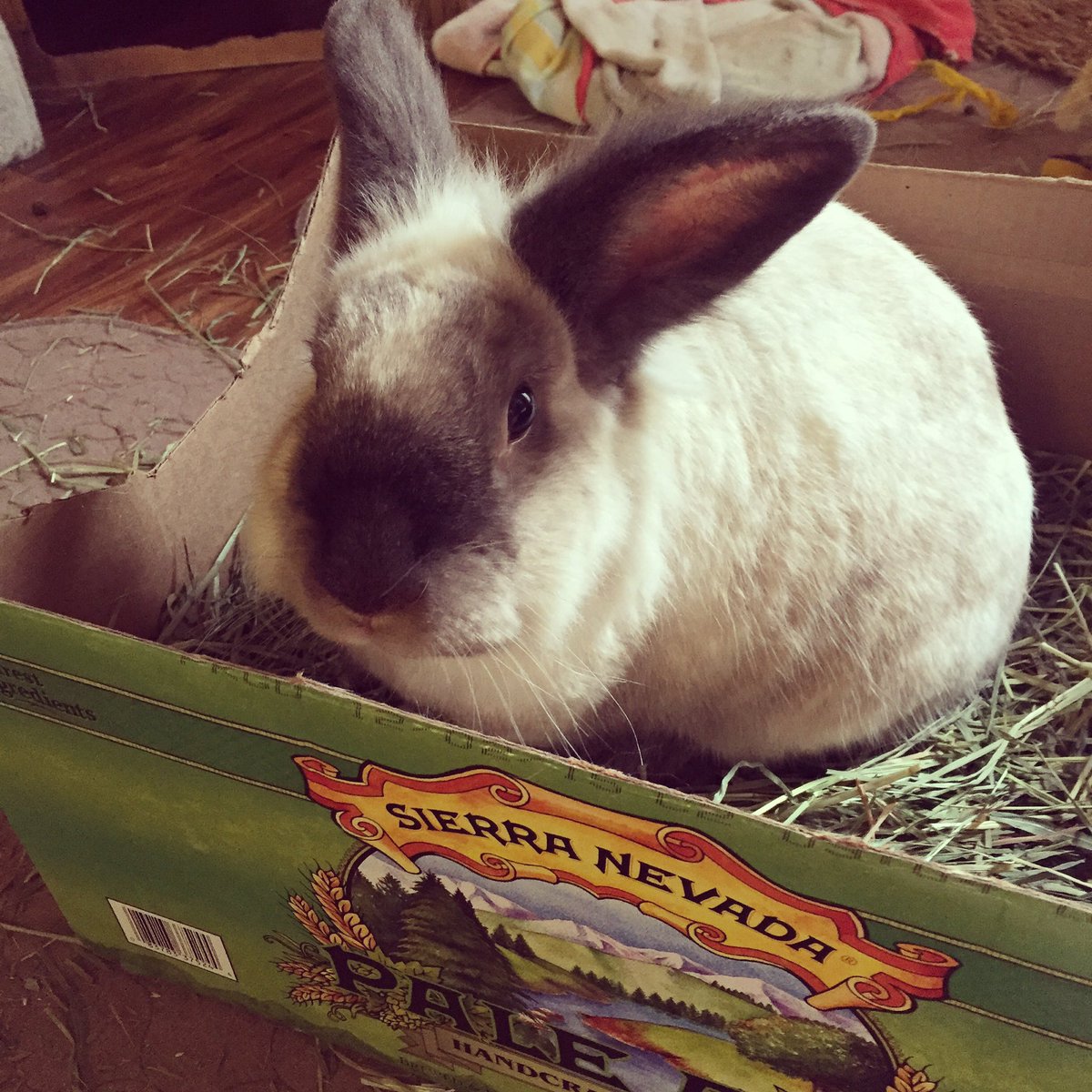 mustangbunnee's tweet photo. Mom, there's no beer in here 😤 #sillyrabbit #cute #bunny https://t.co/NggX3etyLr