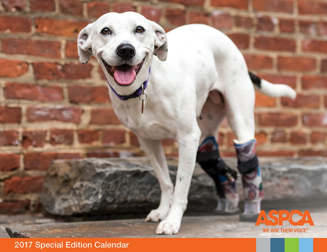 Gomezbees's tweet photo. Meet the winner of the 2017 #ASPCA calendar cover contest! https://t.co/uwzeSEQIFW https://t.co/Ed0engyEMH #Animals #AnimalRights
