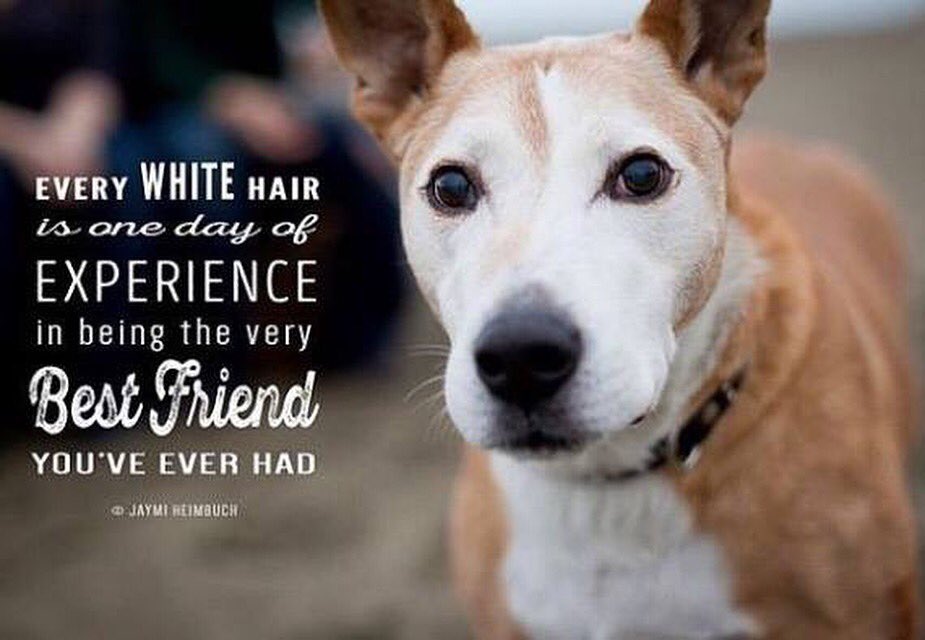 JGalaxyProject's tweet photo. Want to #MaximizeYourMojo? Adopt a senior pet! https://t.co/f4PDuztXs9
