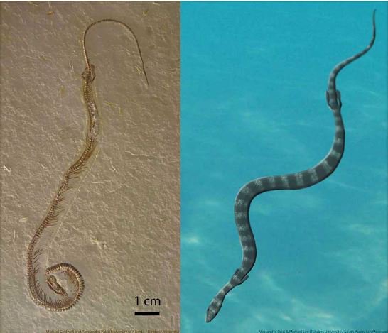 NSERC_CRSNG's tweet photo. Did first snakes crawl from the sea? https://t.co/07mU6WnfS4 @UAlberta @UofT https://t.co/LgPROOPhgX