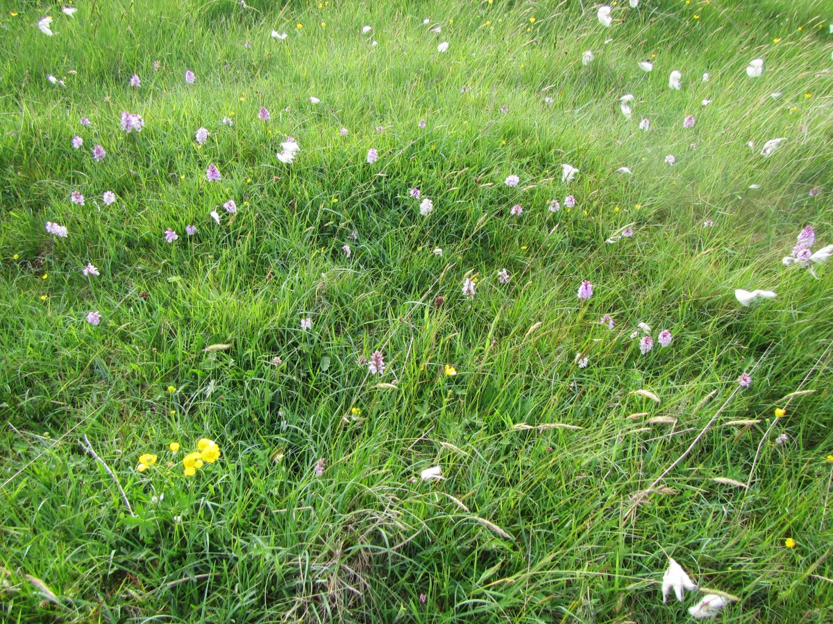UistSmilemaker's tweet photo. #SouthUist #Machair - Orchids abundant as cotton grass! twins, triplets and some quads! #OuterHebrides #WesternIsles https://t.co/XVZyoeWX06