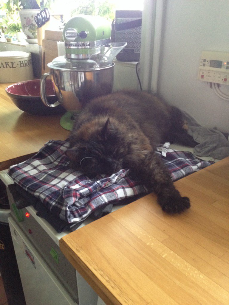 TheVintageYear's tweet photo. Someone's found the warmest spot in the cottage... #catess https://t.co/sAPzSDaTY5