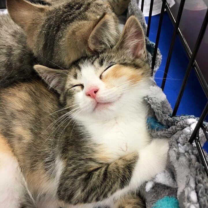 JSAFPets's tweet photo. There's nothing like a #kitty smile. Sheraton is available for #adoption #savealife #jsafpets https://t.co/Girly6MRcO
