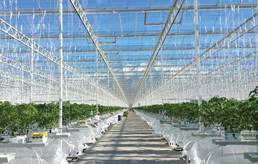 IntFreshProduce's tweet image. The Future Is Bright for #Greenhouse Growth (via @ProduceNews): bit.ly/28OMduw #freshproduce