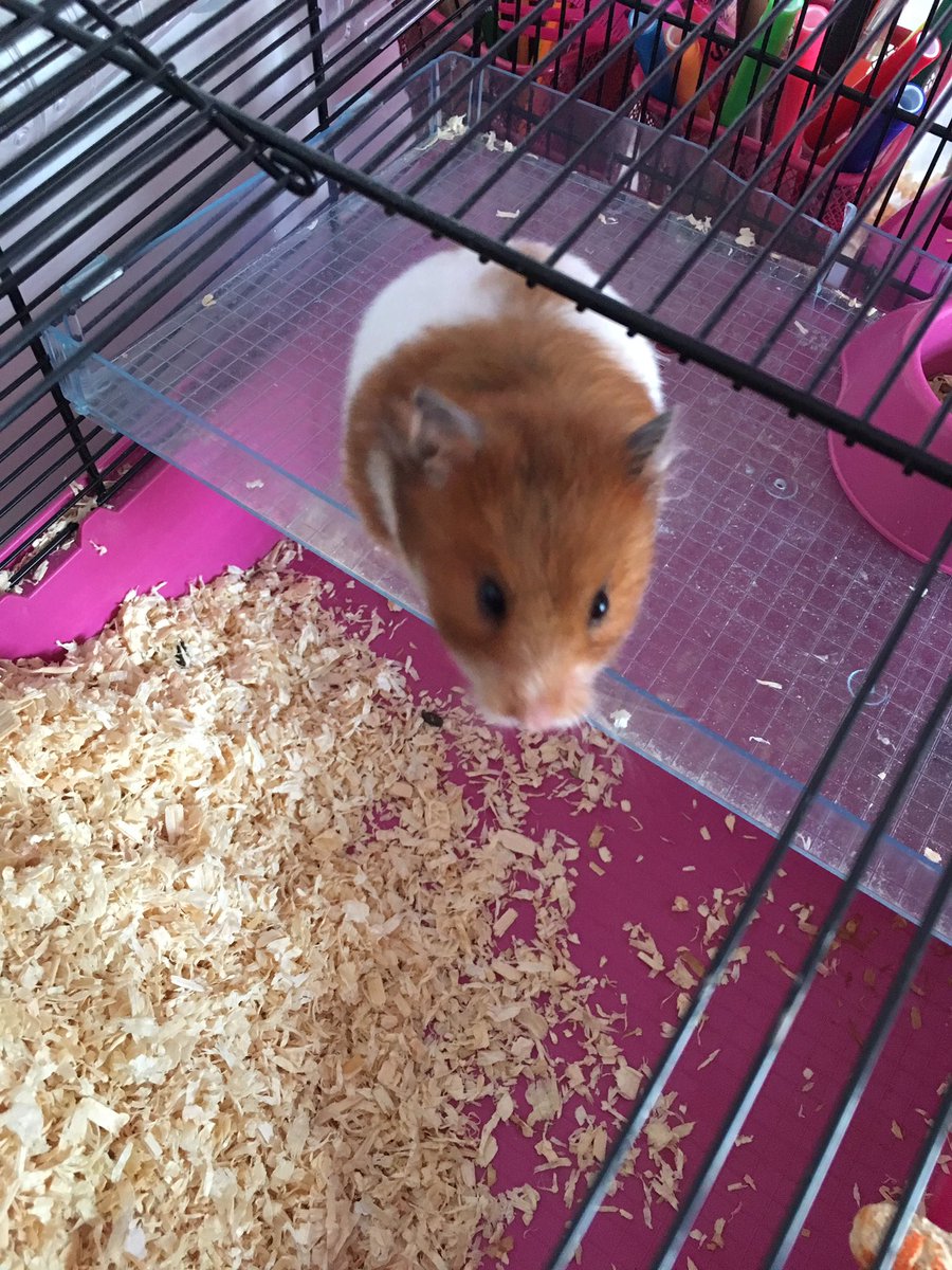 beanie1203's tweet photo. @mgjsfrance Could you tell Jessica that Peanut says hi. 🐹 https://t.co/yjA0qa0fcK
