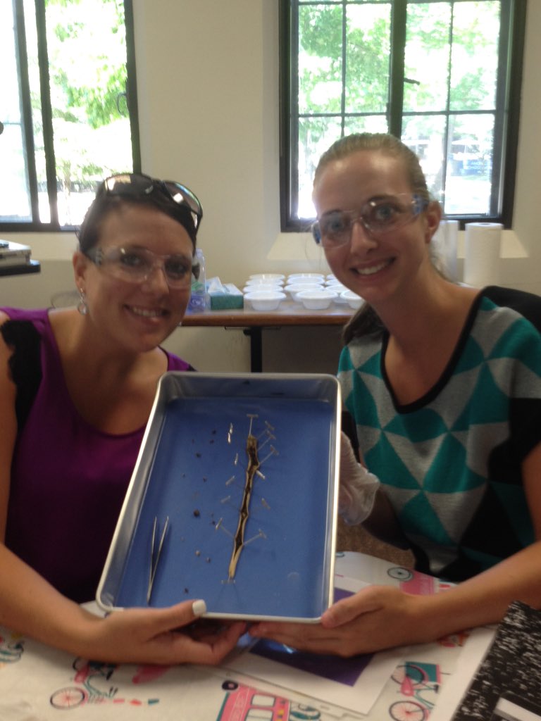 missbrackman's tweet photo. Worm dissection at STEM training! #STIR16 #butler #avonpride https://t.co/fyaP72MuUW