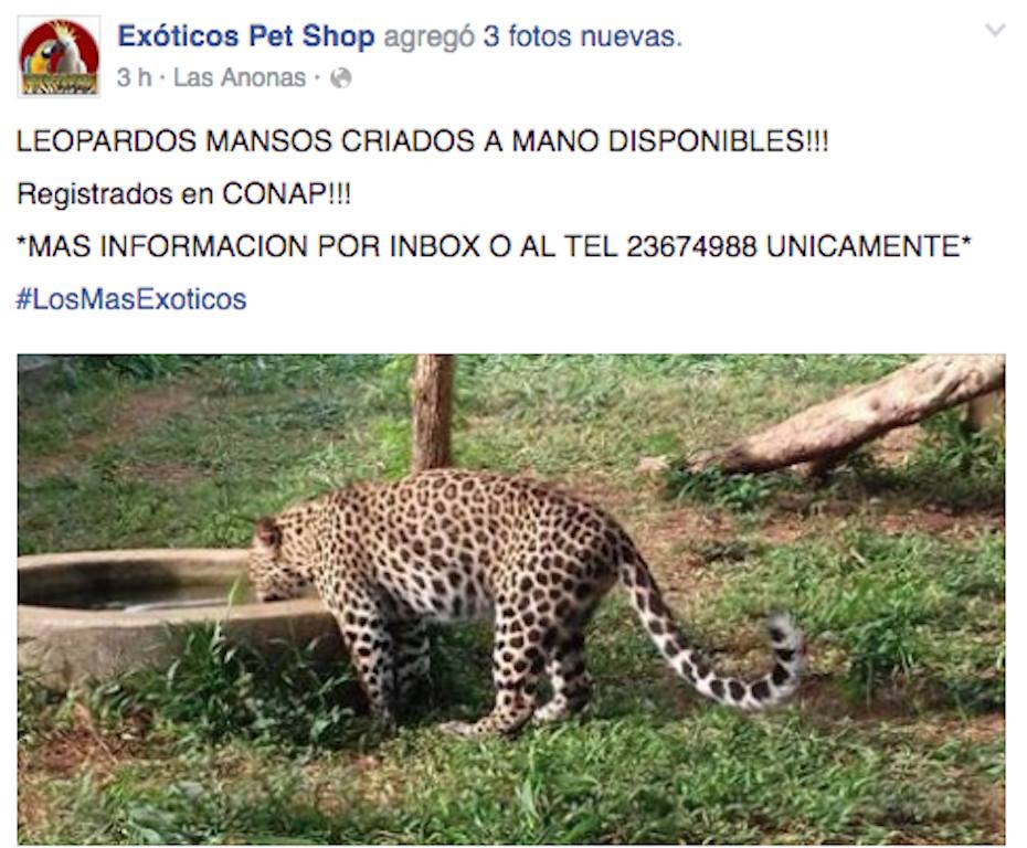 CanalAntigua's tweet photo. Tienda de animales en la zona 10 ofrece leopardos y el @CONAPgt les pide borrar anuncio https://t.co/5etVAGhrxe https://t.co/dVNp0kR4MR