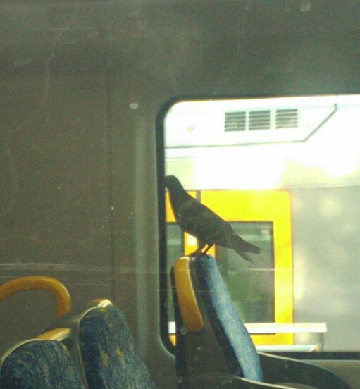 pommieMJ's tweet photo. Saw this tasty bird on the train this morning but not sure if she's got a valid ticket lol https://t.co/tnfS8c7Ipm