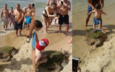 Maltrattano una tartaruga di mare per farsi foto selfie in spiaggia