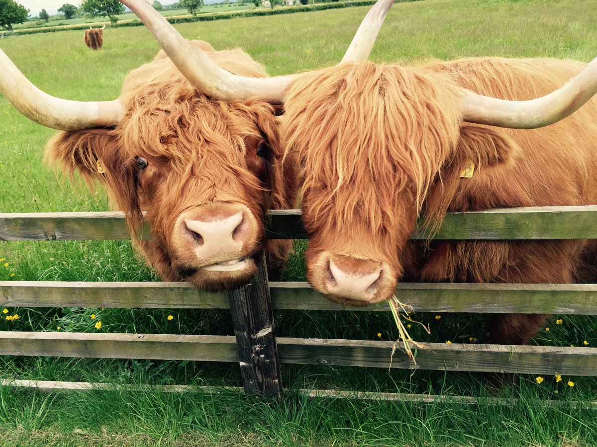 HighHaggFarm's tweet photo. Richards #loosewomen visit them @HighHaggFarm #holiday #farming https://t.co/HNorVlDEMe