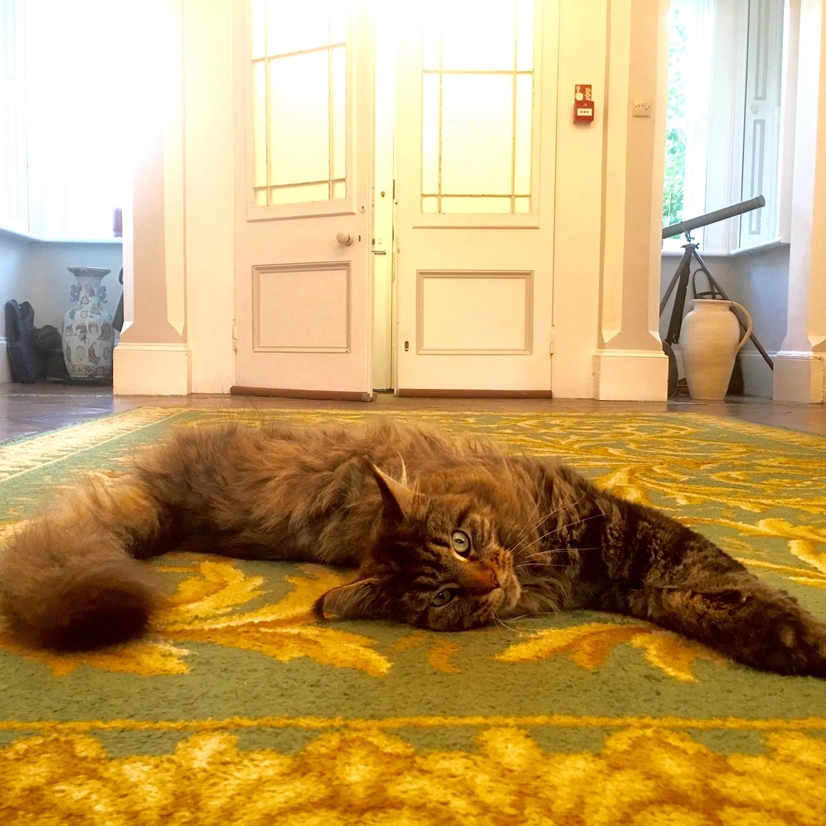 And stretch! #RelaxWithOurCat