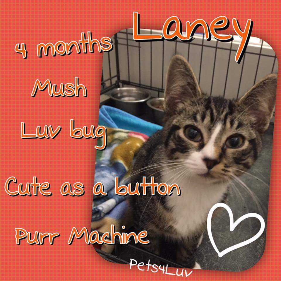 New baby..Meet Laney...she's such a mush..come meet her...#kitten #adoptme