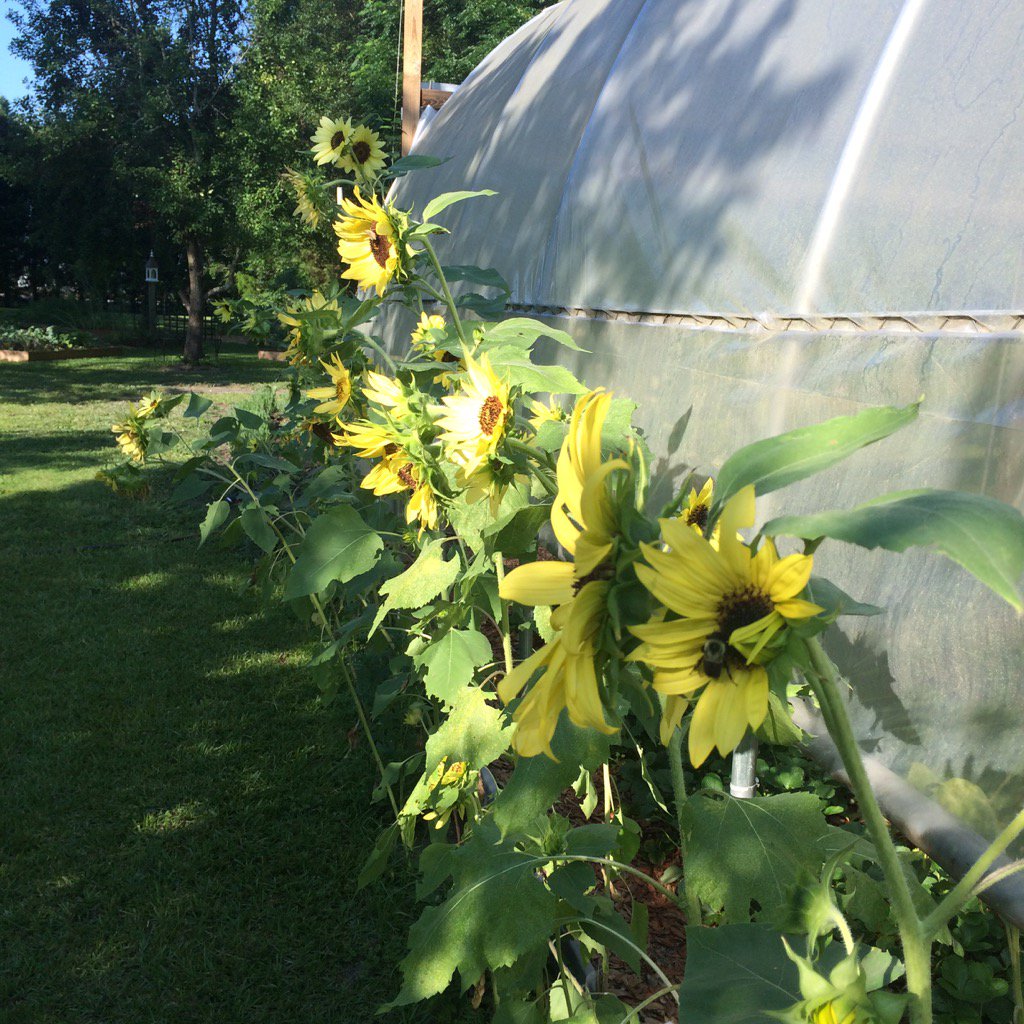 LeFarmSC tweet picture
