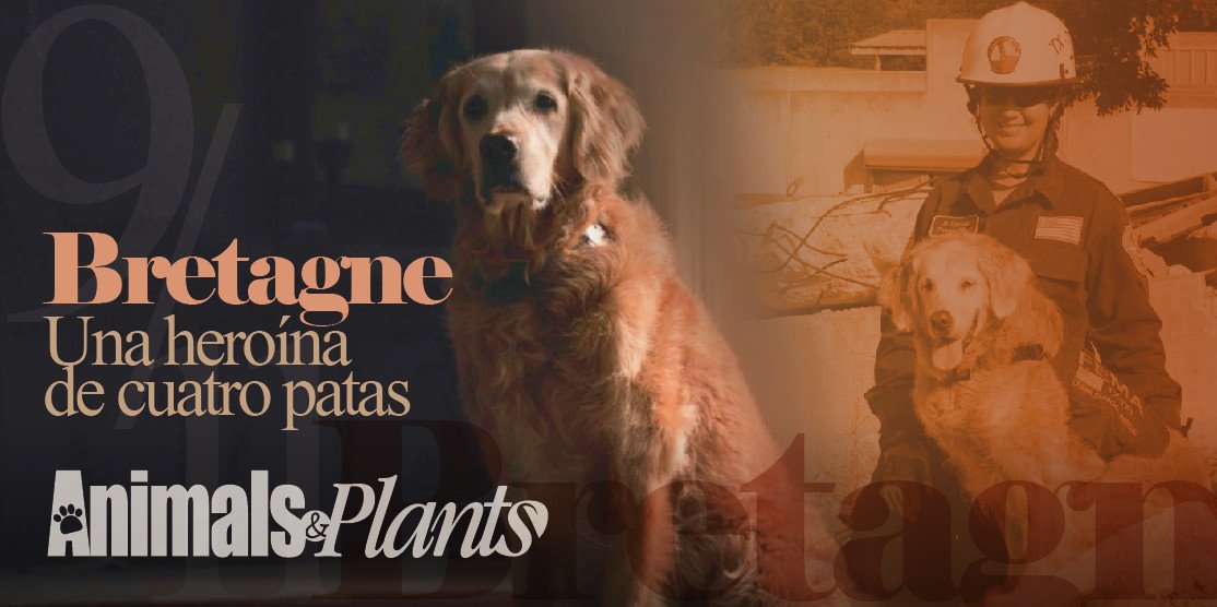 Una heroína de cuatro patas. #AmigosConPatas #AnimalsAndPlants