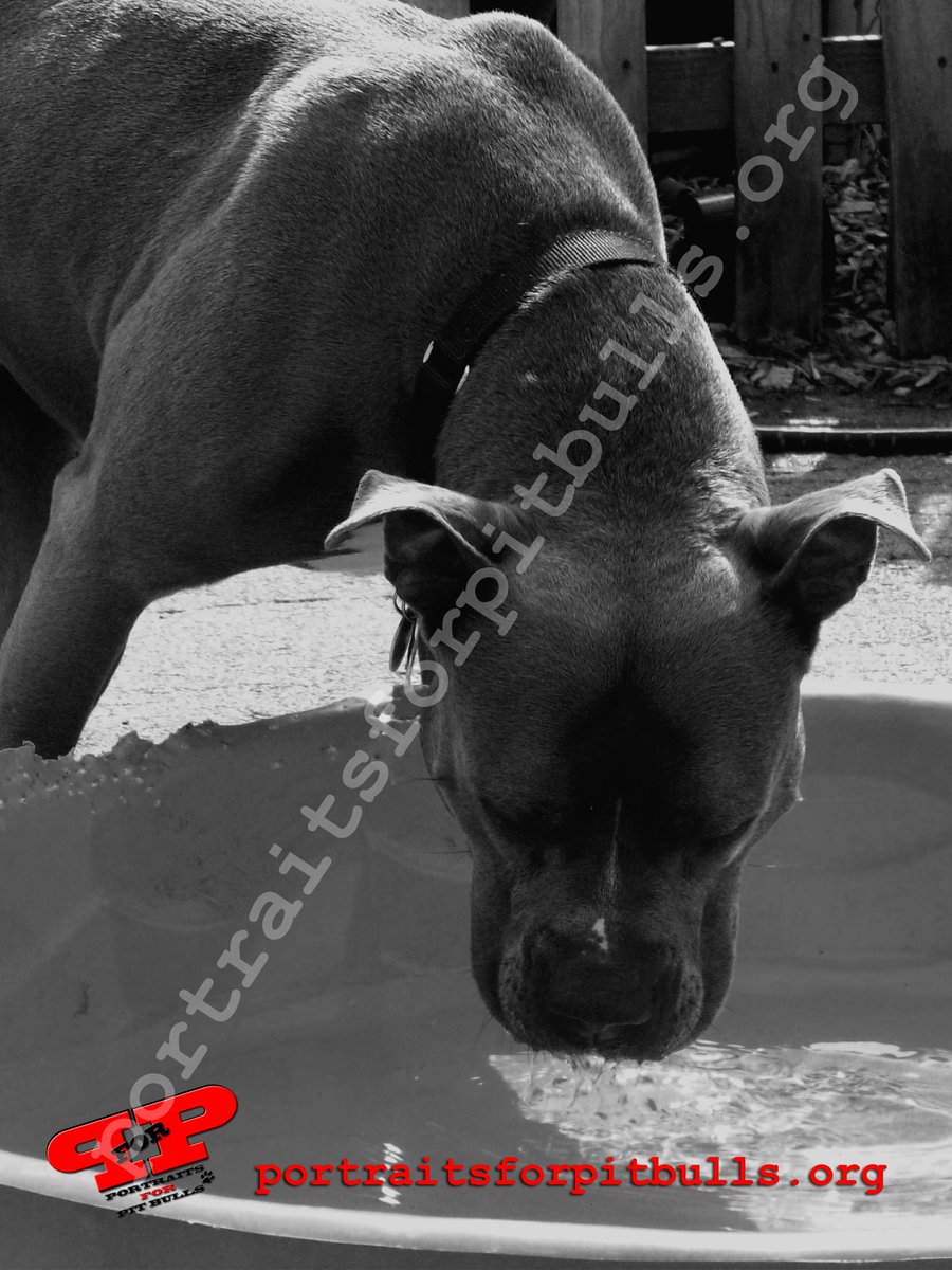P_For_P's tweet image. Hope everyone is enjoying the #summer so far! #PoolBoy #pitbull #dogartprints #fundraise portraitsforpitbulls.org
