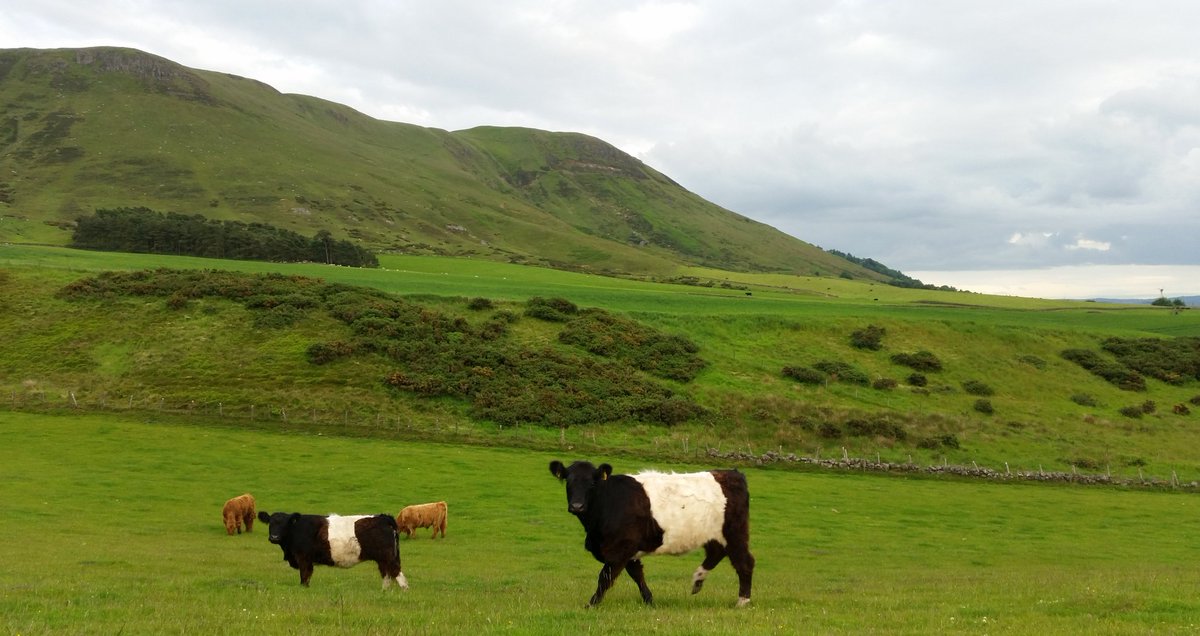 2 cracking belted Galloway heifers available for purchase. Pure but not registered. <a href="/beltedgalloway/">jessie</a> #beltedgalloway