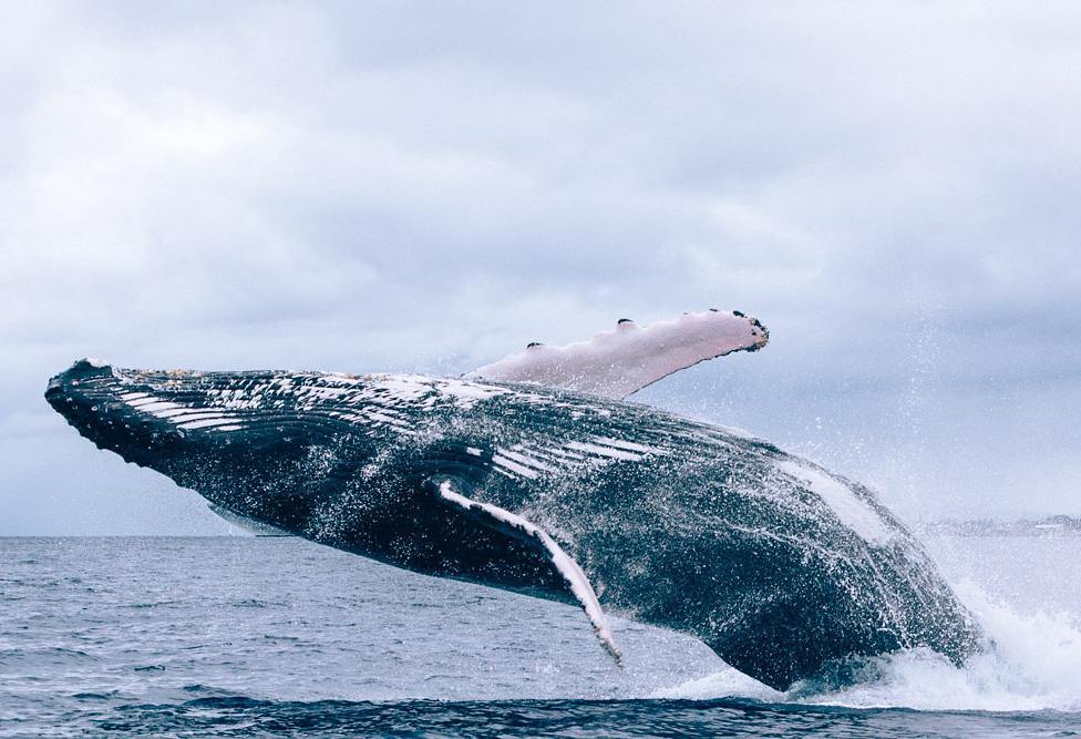 scenicstates's tweet photo. I ❤ this photo. Had a serious #adrenalinerush when this giant jumped out of the water right next to out boat. #hump… https://t.co/x7KQfHczUK