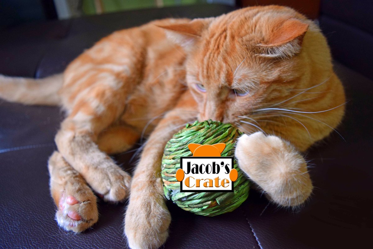 The new logo my dad designed for my company, I don't have opposable thumbs so I needed help!😼 #newlogo #startup