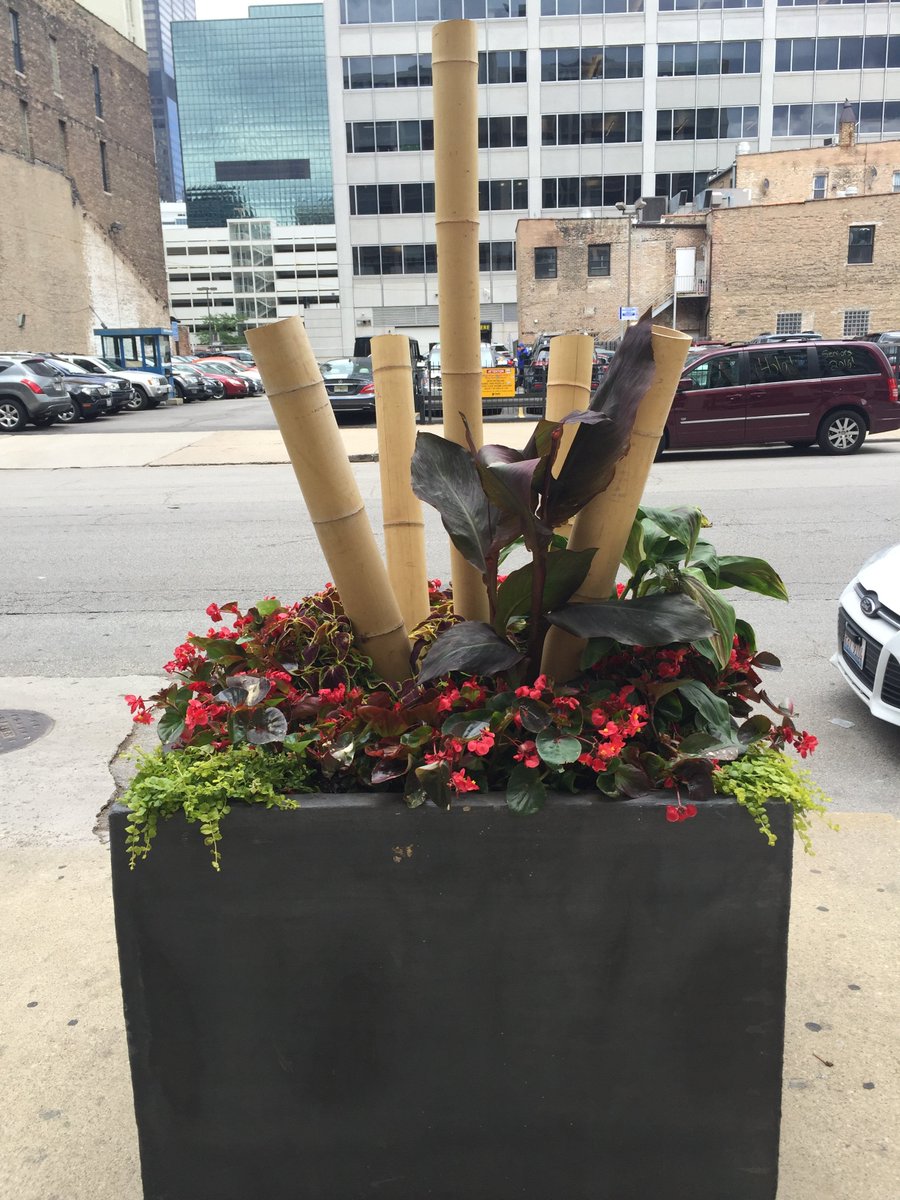 LCM_CurbAppeal's tweet photo. Summer Annuals at 328 S. Jefferson, #Chicago #Summer Color https://t.co/KfDly7NeuM