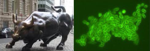 dcsoler's tweet photo. Look! Don't tell me the 5.05 aqp3 foci cells don't look like the wall street raging bull!! https://t.co/N2drczynpI