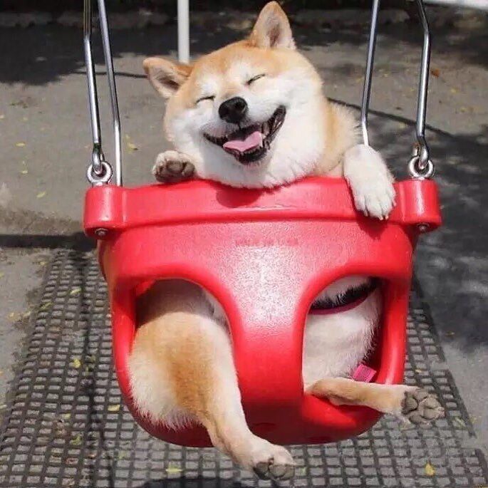cute_dog_zone's tweet photo. In case you were having a bad day, here's a Shiba on a swing https://t.co/kgXWudVpUF